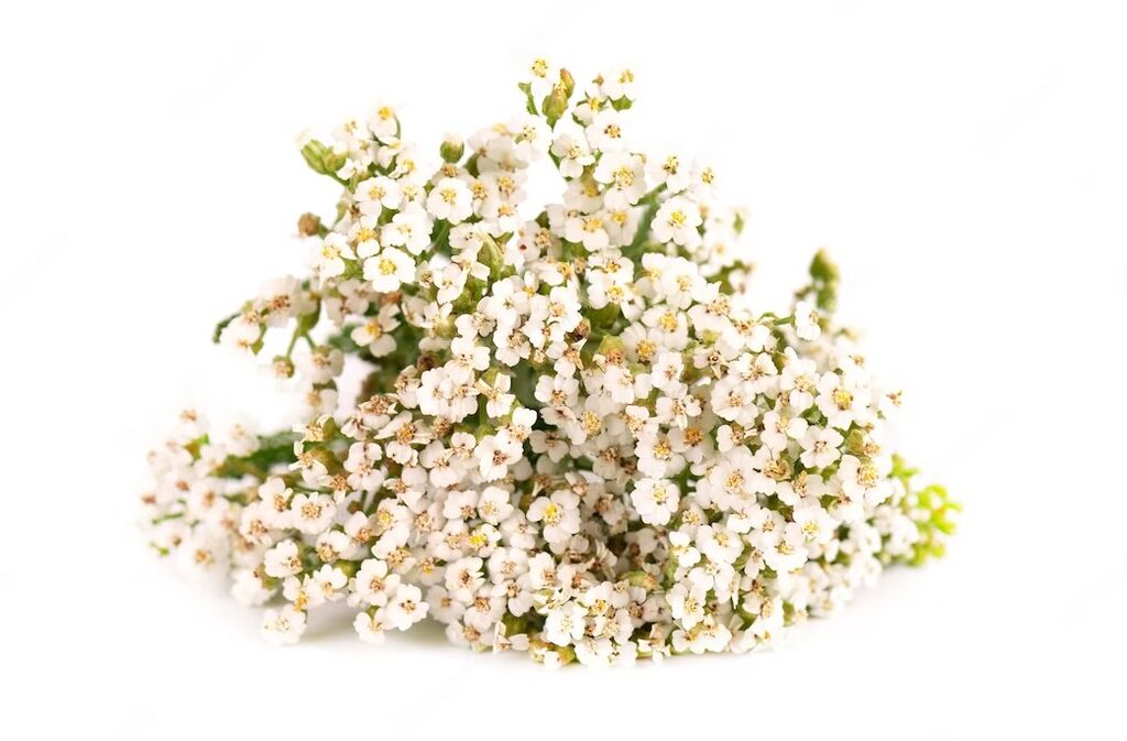 Yarrow cleanses, nourishes and soothes the skin, leaving it fresher, smoother and softer. 